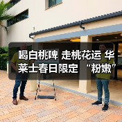 喝白桃啤 走桃花运 华莱士春日限定 “粉嫩”上新